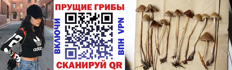 Галлюциногенные грибы MAGIC MUSHROOMS купить сайты Микунь